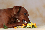 hundefotos zwergpinscher