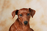 hundefotos zwergpinscher