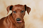 hundefotos zwergpinscher