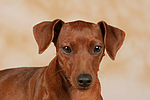 hundefotos zwergpinscher