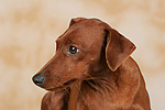 hundefotos zwergpinscher