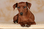 hundefotos zwergpinscher