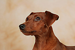 hundefotos zwergpinscher