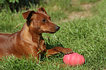 hundefotos zwergpinscher