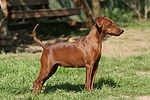 hundefotos zwergpinscher