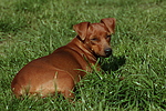 hundefotos zwergpinscher