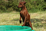 hundefotos zwergpinscher