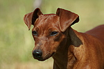 hundefotos zwergpinscher