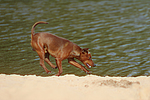 hundefotos zwergpinscher