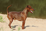 hundefotos zwergpinscher