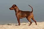 hundefotos zwergpinscher