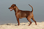 hundefotos zwergpinscher