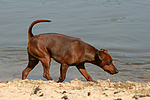 hundefotos zwergpinscher
