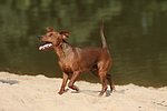 hundefotos zwergpinscher