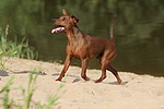 hundefotos zwergpinscher