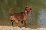 hundefotos zwergpinscher