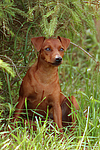 hundefotos zwergpinscher