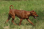 hundefotos zwergpinscher