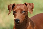 hundefotos zwergpinscher