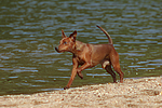 hundefotos zwergpinscher
