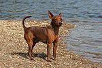hundefotos zwergpinscher