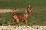 hundefotos zwergpinscher