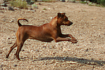 hundefotos zwergpinscher