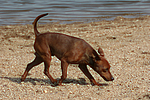 hundefotos zwergpinscher