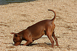 hundefotos zwergpinscher