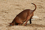 hundefotos zwergpinscher