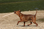 hundefotos zwergpinscher