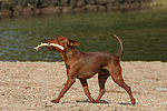 hundefotos zwergpinscher