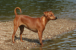 hundefotos zwergpinscher