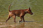 hundefotos zwergpinscher