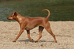 hundefotos zwergpinscher