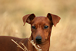 hundefotos zwergpinscher