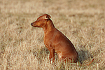 hundefotos zwergpinscher