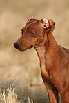hundefotos zwergpinscher