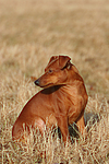 hundefotos zwergpinscher
