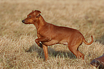 hundefotos zwergpinscher