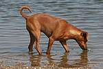 hundefotos zwergpinscher