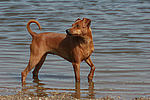 hundefotos zwergpinscher