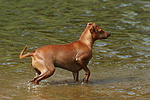 hundefotos zwergpinscher