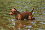 hundefotos zwergpinscher