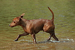 hundefotos zwergpinscher