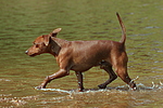 hundefotos zwergpinscher