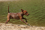 hundefotos zwergpinscher