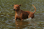 hundefotos zwergpinscher