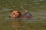 hundefotos zwergpinscher