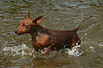 hundefotos zwergpinscher